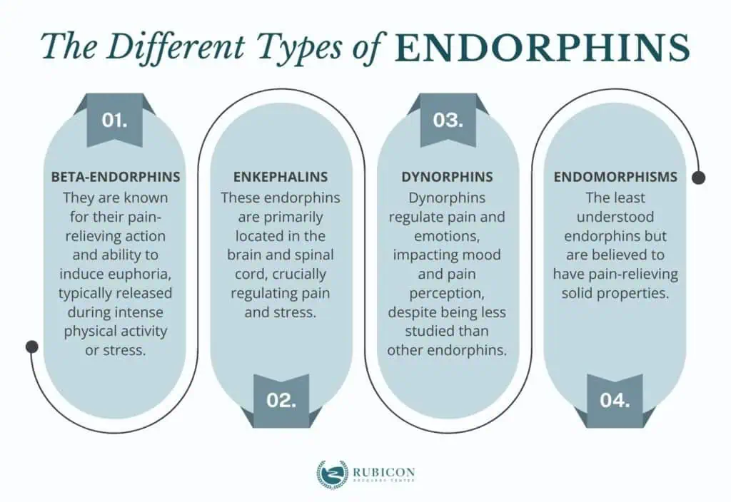 Endorphins: Definition, Functions, Production, Release, Role In ...